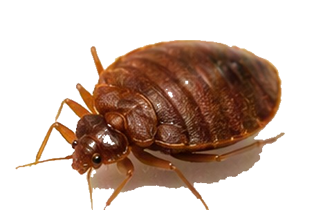 Bed Bugs