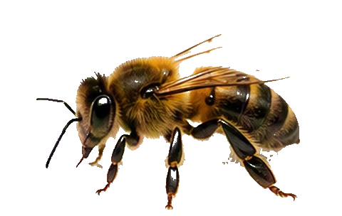 Bee Removal