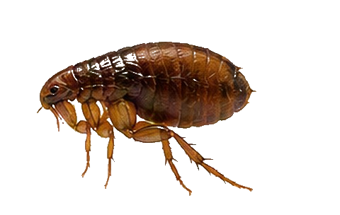 Fleas