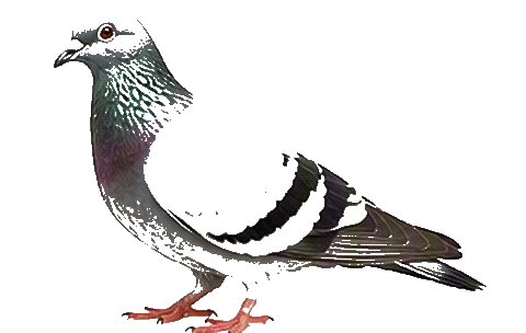 Bird & Pigeon Proofing