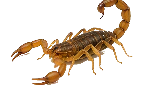 Scorpions