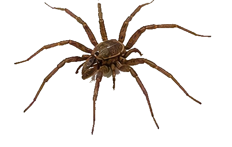 Spiders