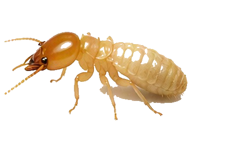 Termites