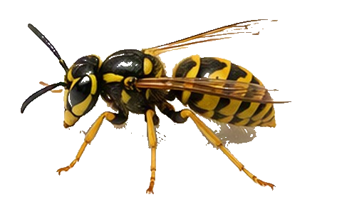Wasps